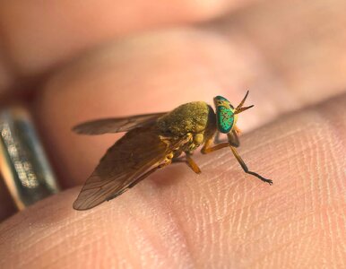 Miniatura: Leśnicy ostrzegają przed specyficzną...