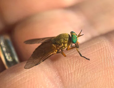 Miniatura: Leśnicy ostrzegają przed specyficzną...