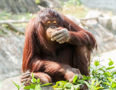 Miniatura: Orangutany powoli wymierają. Jedną z...