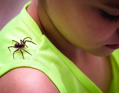 Miniatura: Arachnofobia: przyczyny, objawy, jak leczyć?