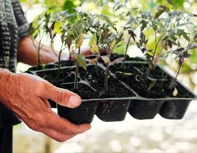 Miniatura: Superodżywka za darmo. Wszystkie sadzonki...