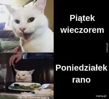 Memy z kotami w roli głównej 