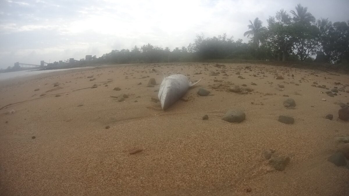 Martwe rekiny na australijskiej plaży 