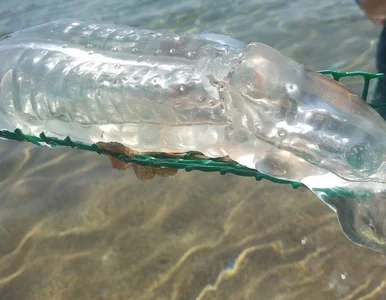 Miniatura: Dziwne, przezroczyste stworzenie w pobliżu...