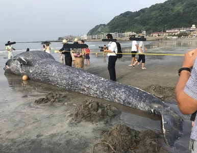Miniatura: Niecodzienne odkrycie na plaży. Morze...