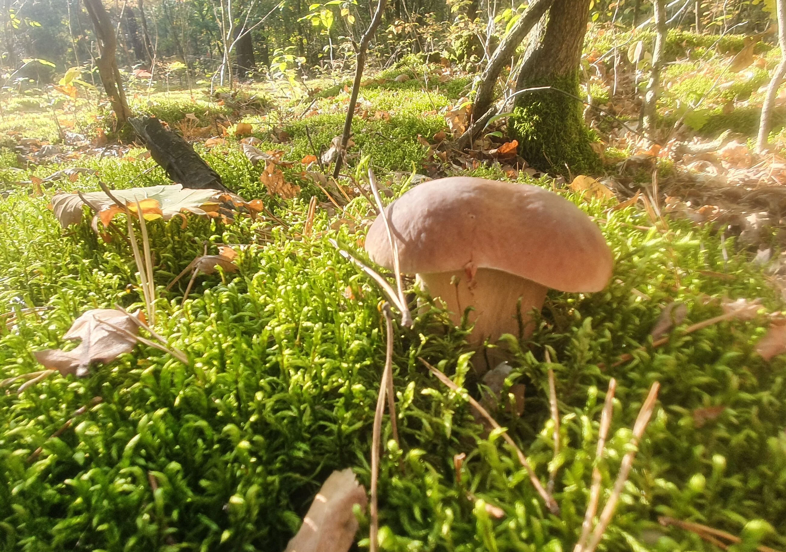 Quiz: Rozpoznasz grzyby na zdjęciach?