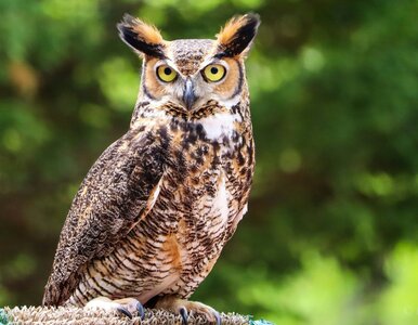 Miniatura: 10 pytań z różnych dziedzin. Nieliczni...