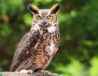 Miniatura: Wymagający QUIZ z wiedzy ogólnej. Na ile...