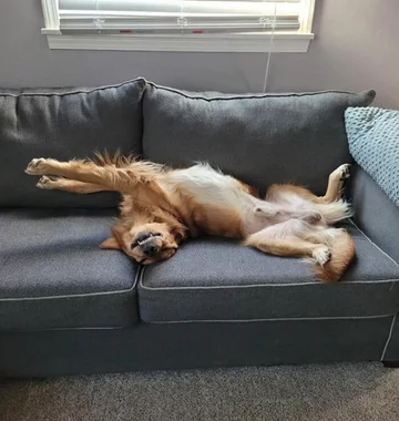 Psia drzemka w nietypowej pozycji 