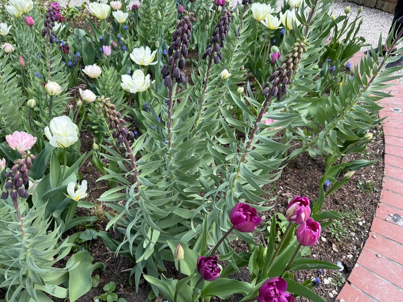 Szachownica perska (Fritillaria persica) zachwyca nie&nbsp;tylko głębokim, niemal czarnym kolorem kwiat&oacute;w, ale&nbsp;też wysoką, rzeźbiarską formą &ndash; to&nbsp;roślina, kt&oacute;ra wprowadza do&nbsp;ogrodu strukturę i&nbsp;wyrazisty, architektoniczny akcent