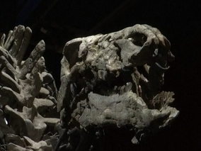 Szczątki dinozaura przeleżały w ziemi 150 mln lat. Trafią na aukcję