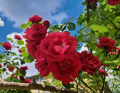 Miniatura: Róże piękne przez cały sezon: 5...