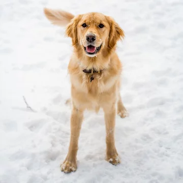 Golden retriever Moose 