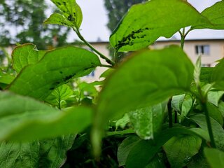 monstera jaunit Monstera Jungle Mint – GrowJungle main image 1