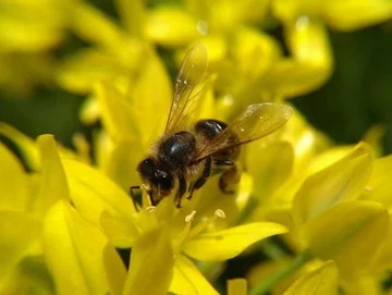 Wyróżnienie w kat. Macro by Olloclip (mat. prasowe)