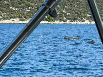 Bliskie spotkanie z&nbsp;delfinami