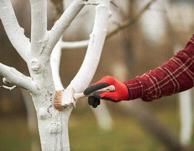 Miniatura: Bielenie pni drzew – tu kluczowy jest...