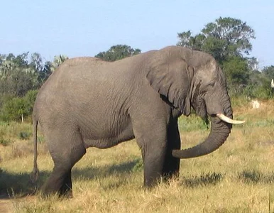 Miniatura: Sri Lanka robi pierwszy powszechny spis......