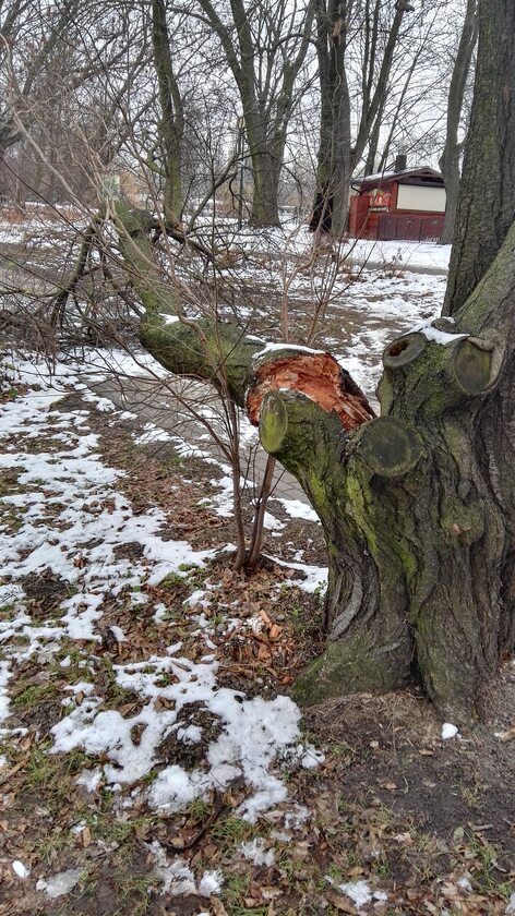 Ułamany konar drzewa w Parku Szczęśliwickim 