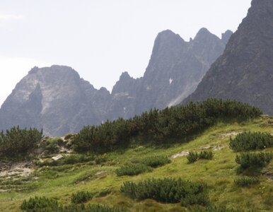 Miniatura: Halny spustoszył Tatry