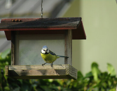 Miniatura: Połowa Polaków dokarmia ptaki!  I...
