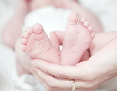 Miniatura: Trzecie trojaczki w ciągu roku? Takie cuda...