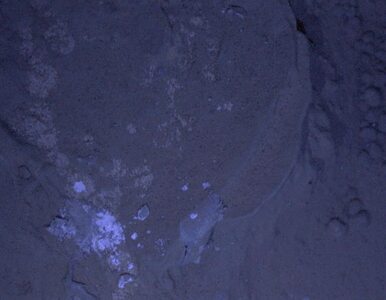 Miniatura: Curiosity sfotografował Marsa nocą
