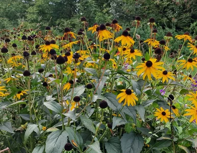 Miniatura: Rudbekie pod koniec sezonu. Zrób to, a...