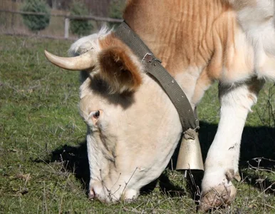 Miniatura: Studenci dzwonili krowimi dzwonkami, by...