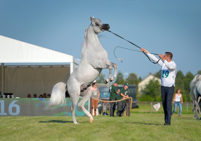 Al Khalediah European Arabian Horse Festival 2016