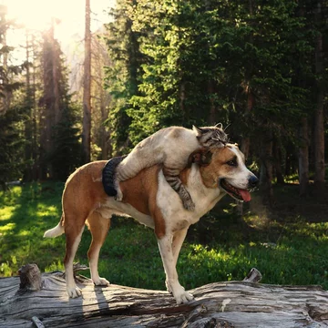 Henry i Baloo 