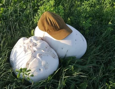 Miniatura: Jedne z największych grzybów na świecie...