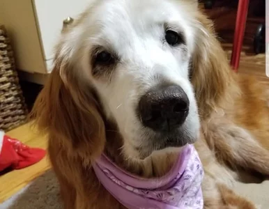 Miniatura: Ten pies pobił właśnie rekord. Jest...