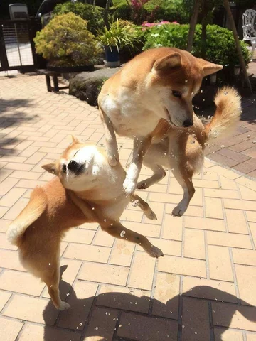 Waleczne shiba inu 