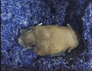 Miniatura: Plaga nietoperzy opanowała osiedle w...