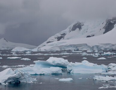 Miniatura: Ten drapieżnik z głębin może żyć setki...