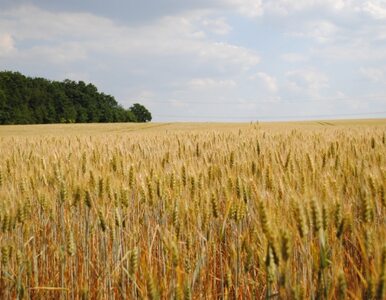 Miniatura: Ukraina wciąż ogranicza eksport zbóż