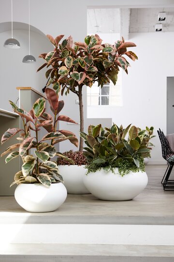 Rośliny oczyszczające powietrze &ndash; Ficus elastica