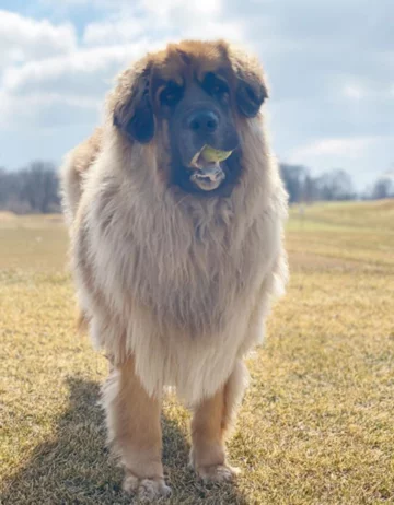 Leonberger Lamont 