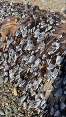 Miniatura: Trzonkowce na plaży w Walii. Są zdjęcia...