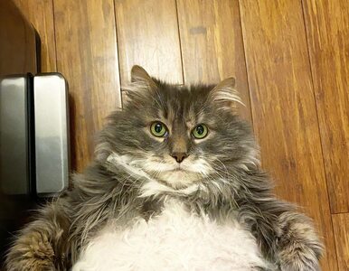 Kot Wilford ma 8 lat i waży 12 kilo. Porzucono go, po czym stał się...