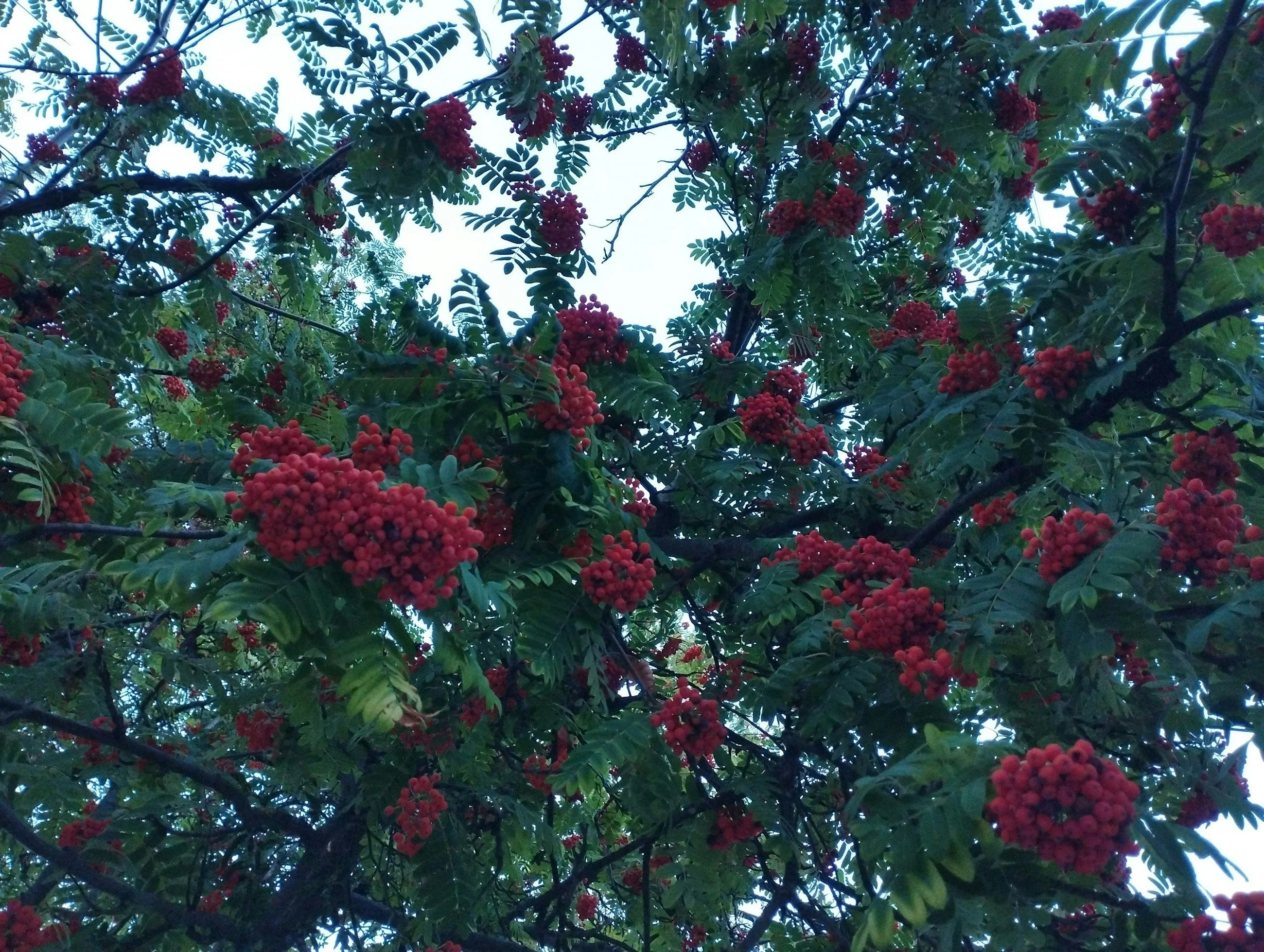 Jak nazywają się te owoce?