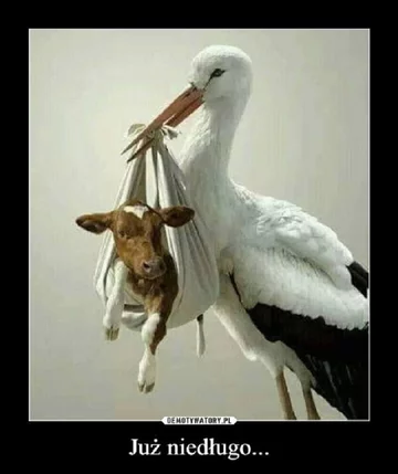 Memy po zapowiedziach o programie "500 plus dla krów" 