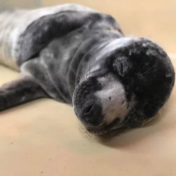 Foka uratowana przez organizację Seal Rescue Ireland 