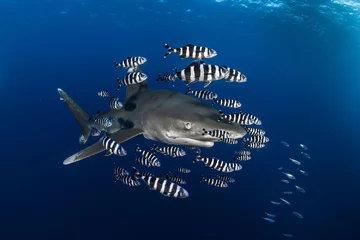 Oceanic White Tip Shark 