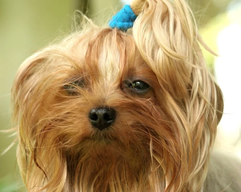 Miniatura: Gdy nie możesz zabrać zwierzęcia na wyjazd...