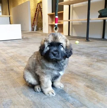 Lamont i jego przyjaciele 