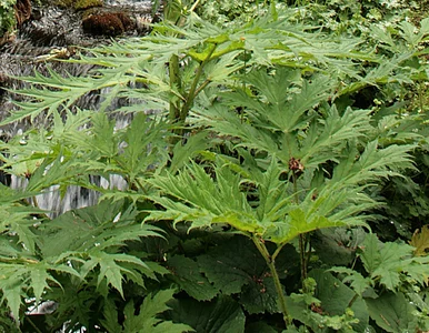 Miniatura: Niebezpieczna roślina w polskim mieście....