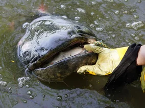 Miniatura: Wędkarz złowił w Odrze gigantycznego suma....