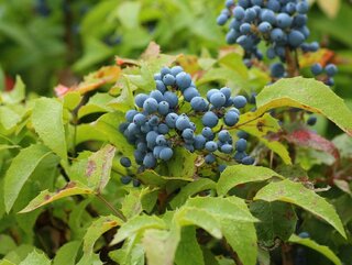 Mahonia pospolita – krzew z rodziny berberysowatych„”